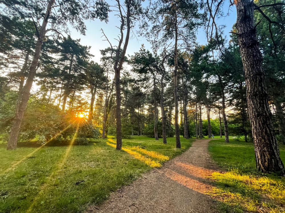 Летний закат в роще