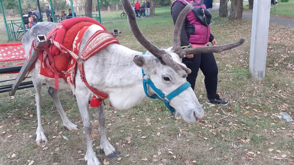 Фотография автора Елена Лещева