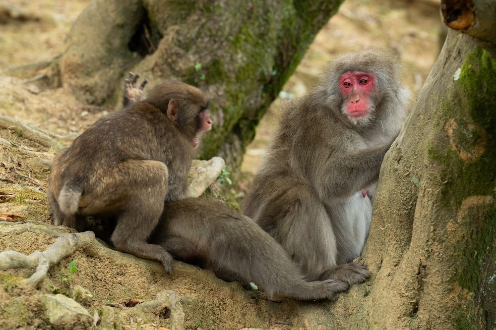 Фотография автора Лейла Матар