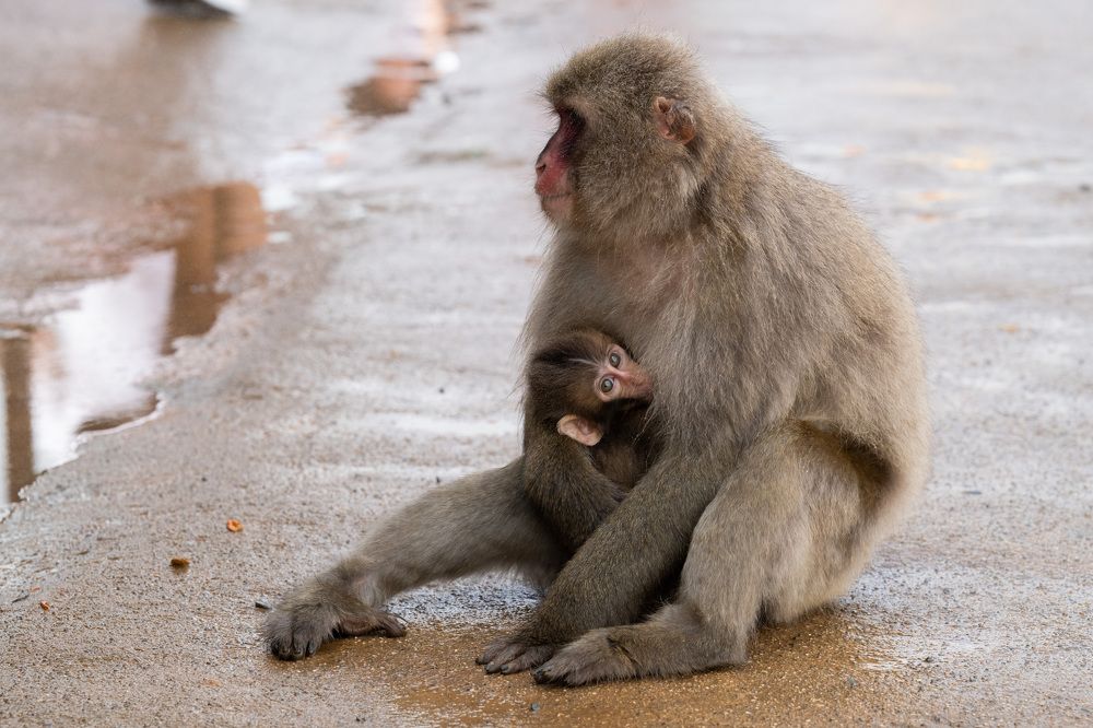 Фотография автора Лейла Матар