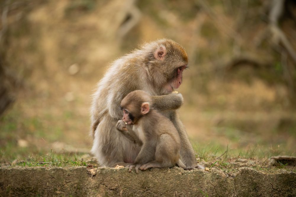 Фотография автора Лейла Матар