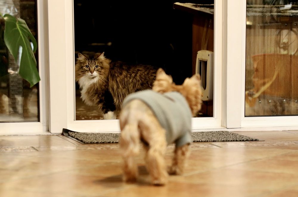 Фотография автора Елена Ломова