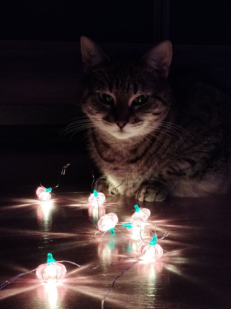 Фотография автора Юлия Ю.