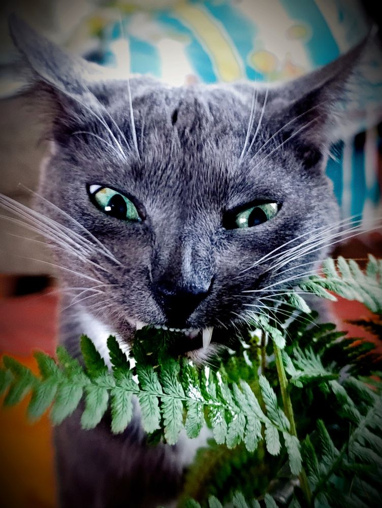 Фотография автора Светлана Таркан