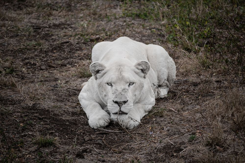 Photograph by Andrea Brunelli