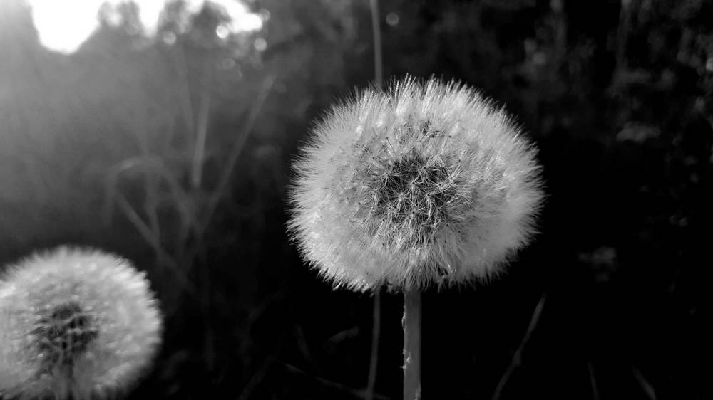 Фотография автора Елена Лещева