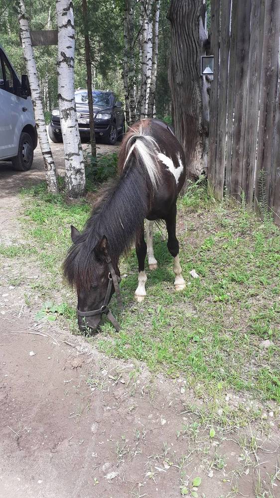 Фотография автора Елена Лещева