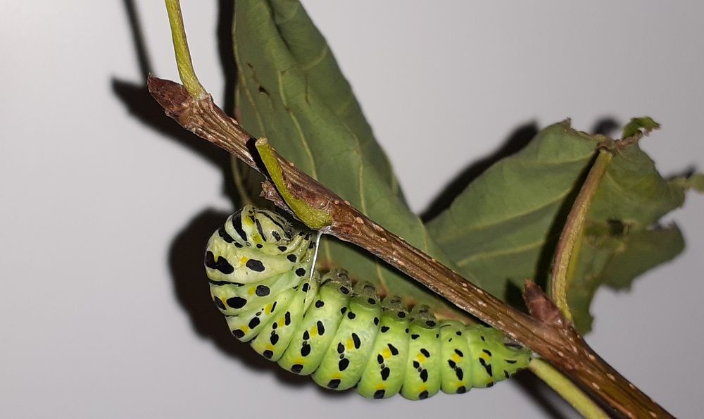 Фотография автора Кристина Присяжная