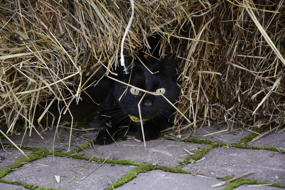 Чёрный носик