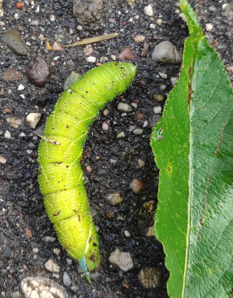 Фотография автора Марина Артемьева
