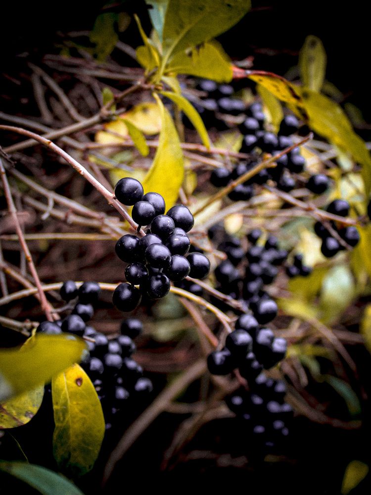 Фотография автора Светлана Таркан