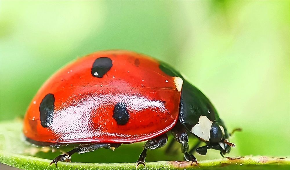 Photograph by Ульяна Северинова