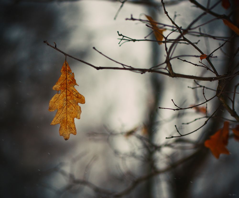 Фотография автора Ольга Попова