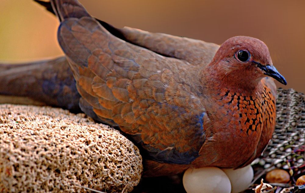 Фотография автора Сергей Рапопорт