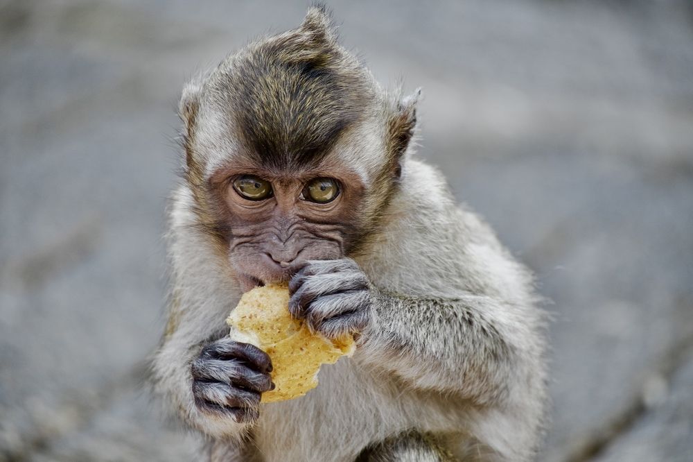 •The little monkey•