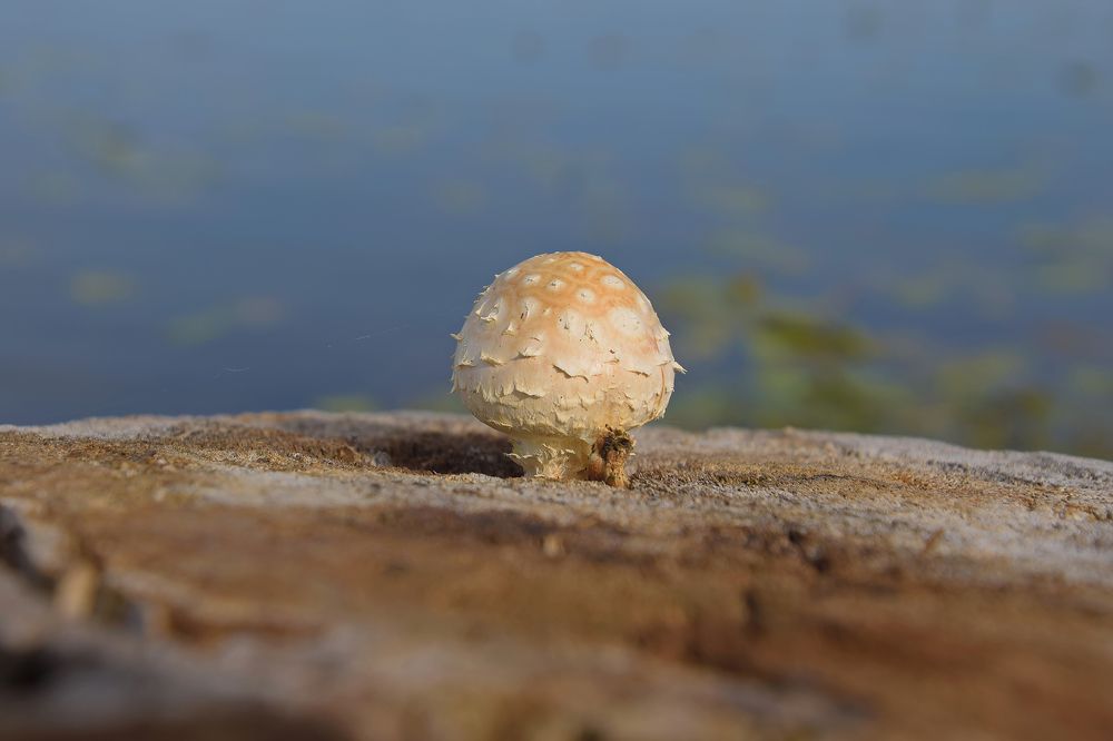 Photograph by Василий Быстрицкий