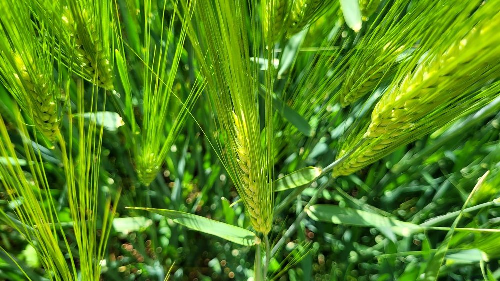 Фотография автора Метушова Анна