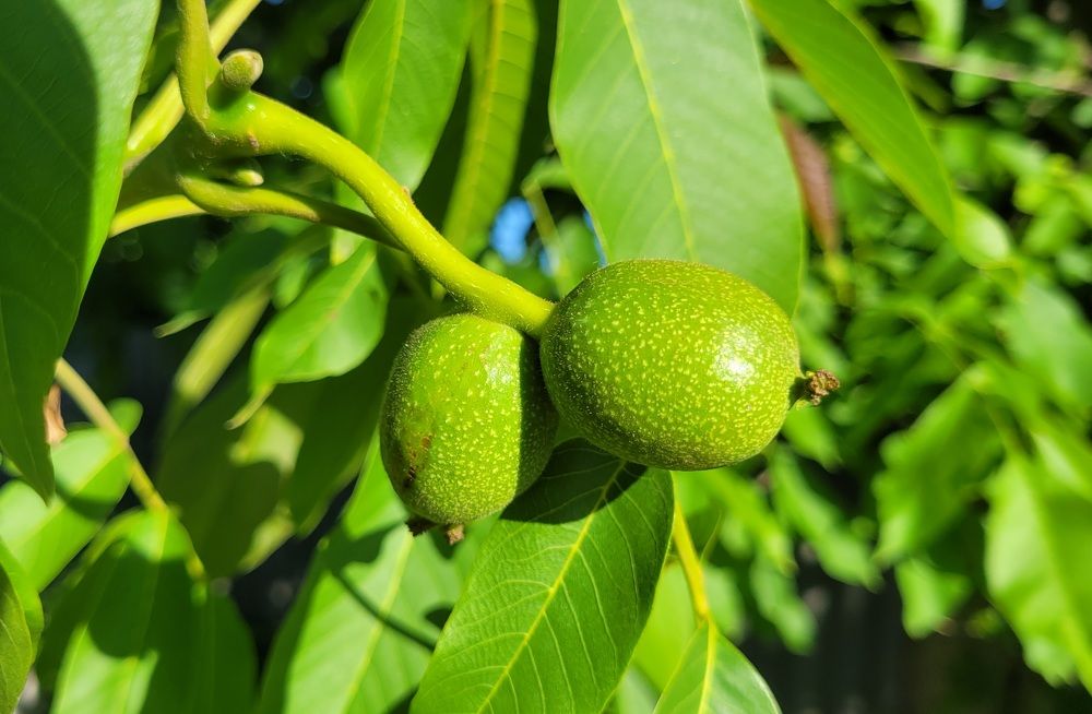 Фотография автора Метушова Анна