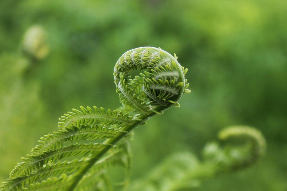 Фотография автора Алла Бойко