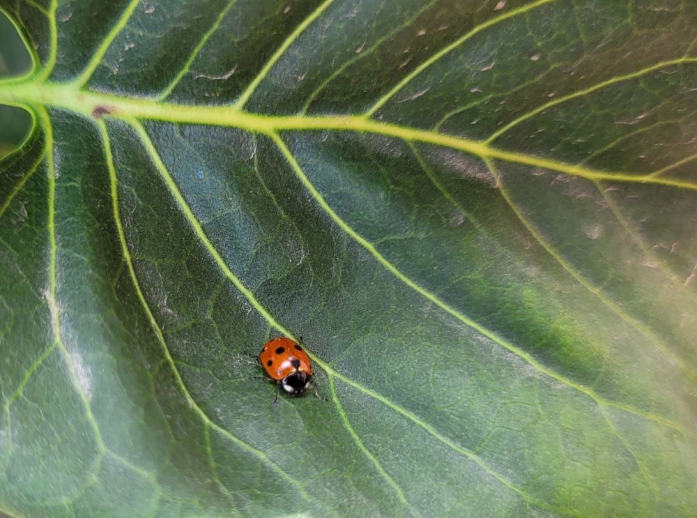 Фотография автора Метушова Анна