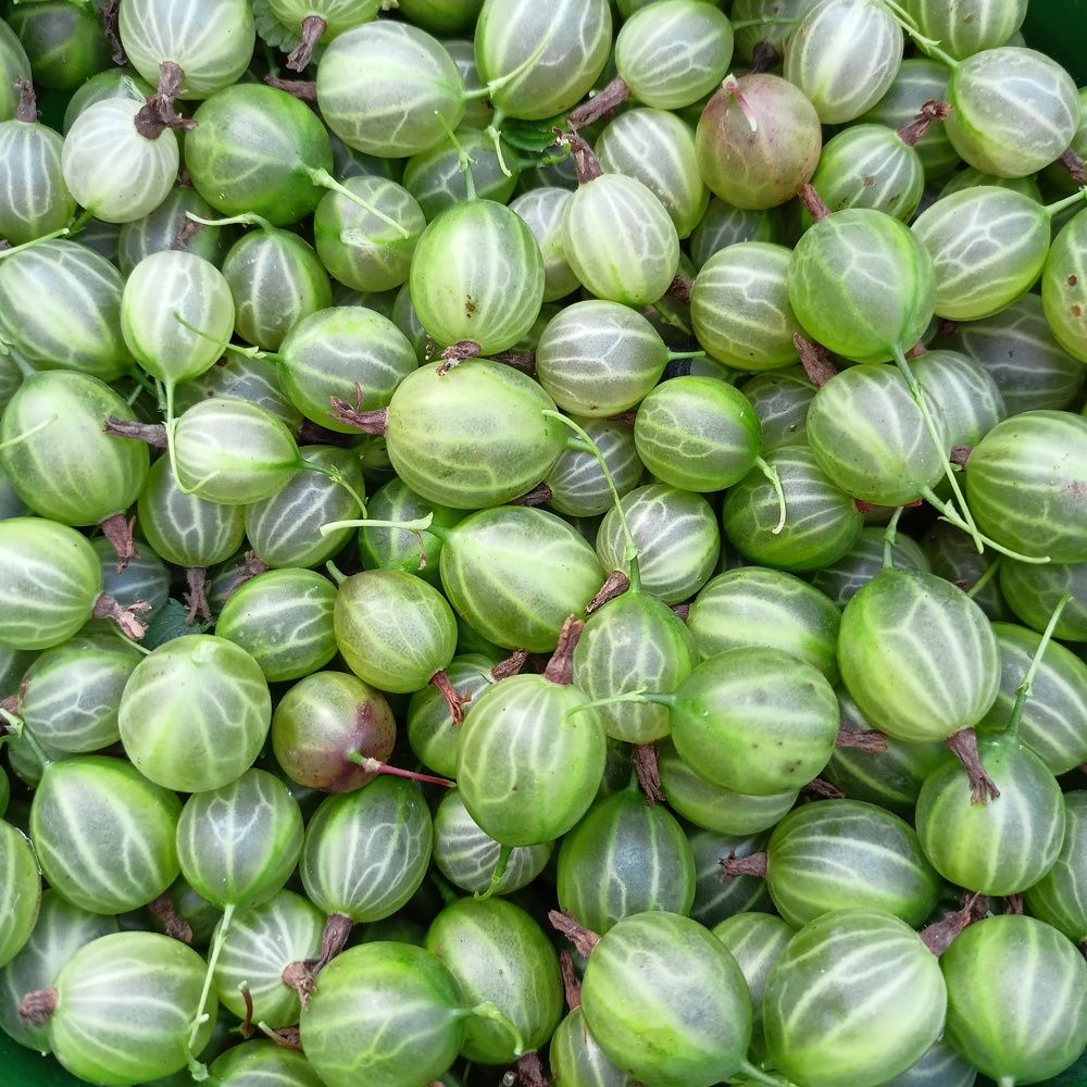 Фотография автора Анастасия Горбачева