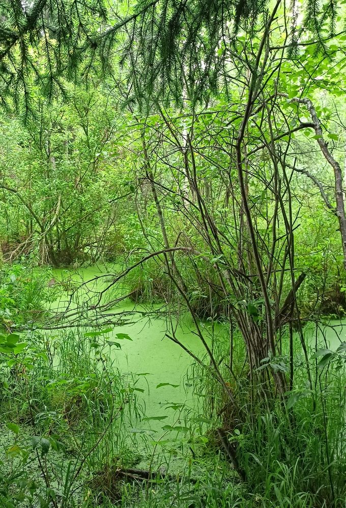 Фотография автора Анастасия Горбачева