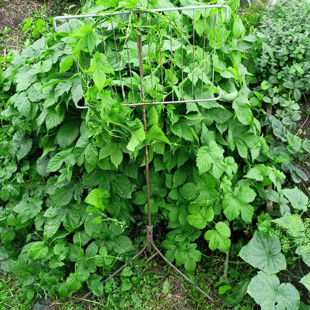 Фотография автора Анастасия Горбачева