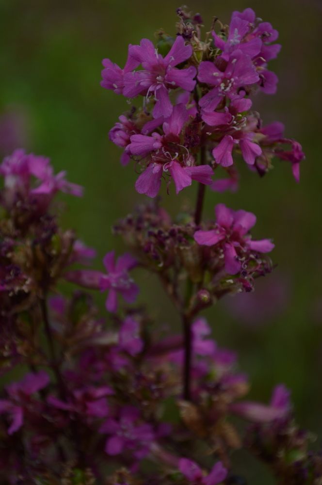 Photograph by Ольга Соловьёва