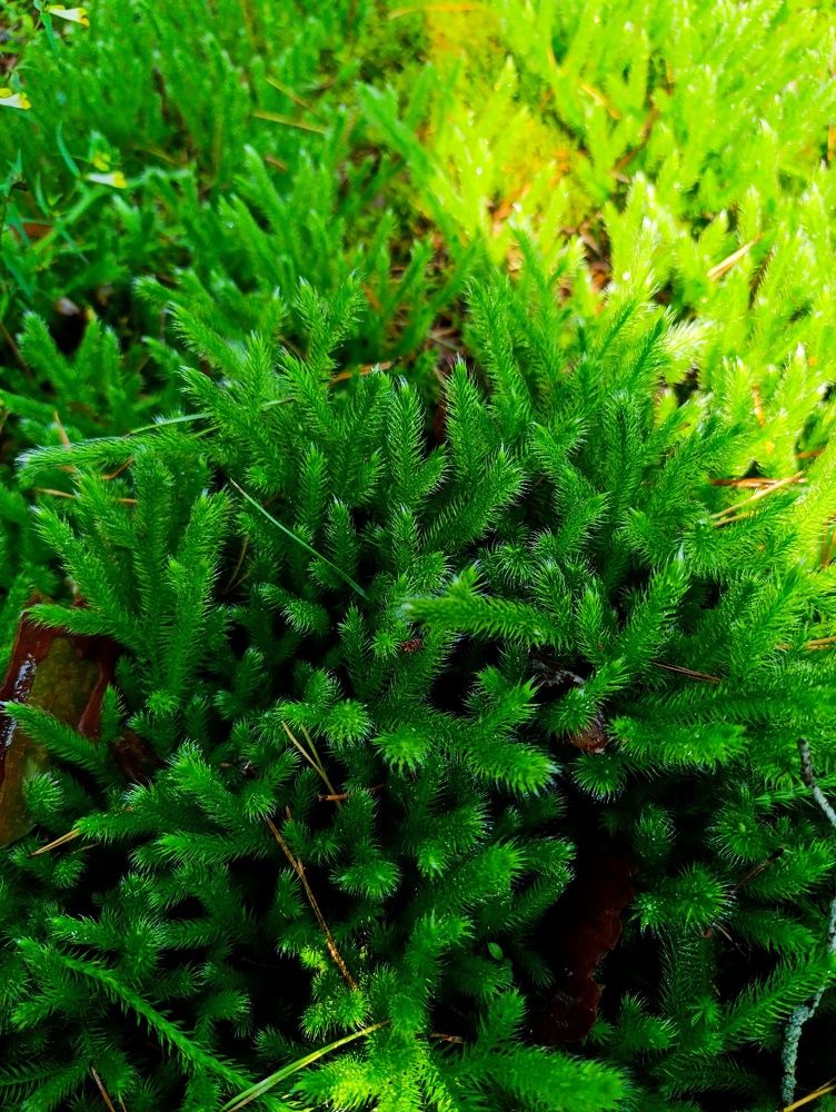 Фотография автора Светлана Таркан