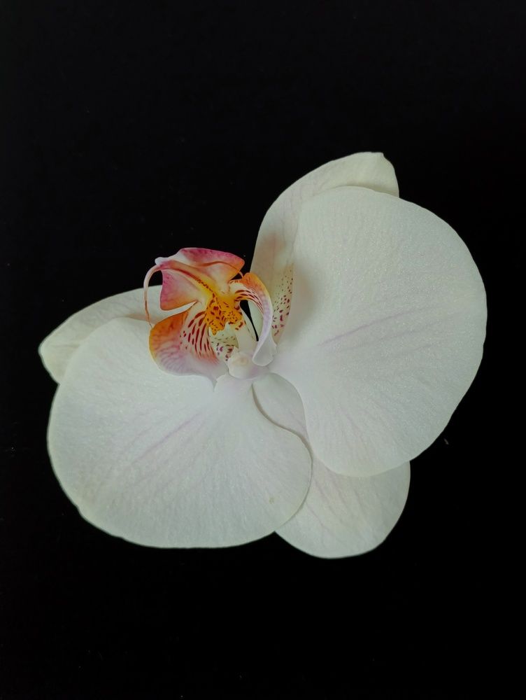 Фотография автора Светлана Таркан