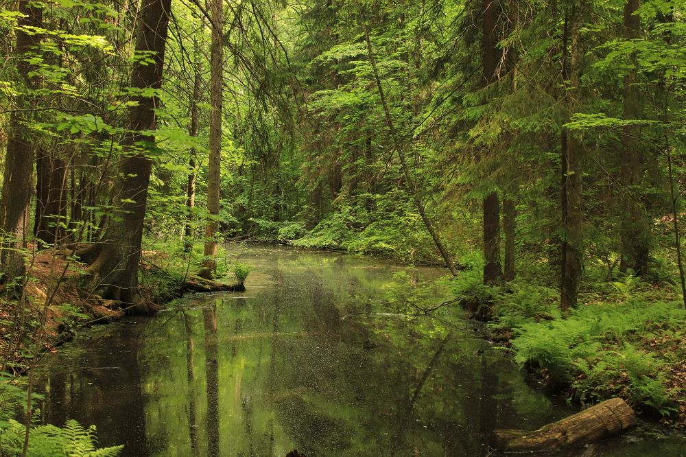 Photograph by Елена Николаева