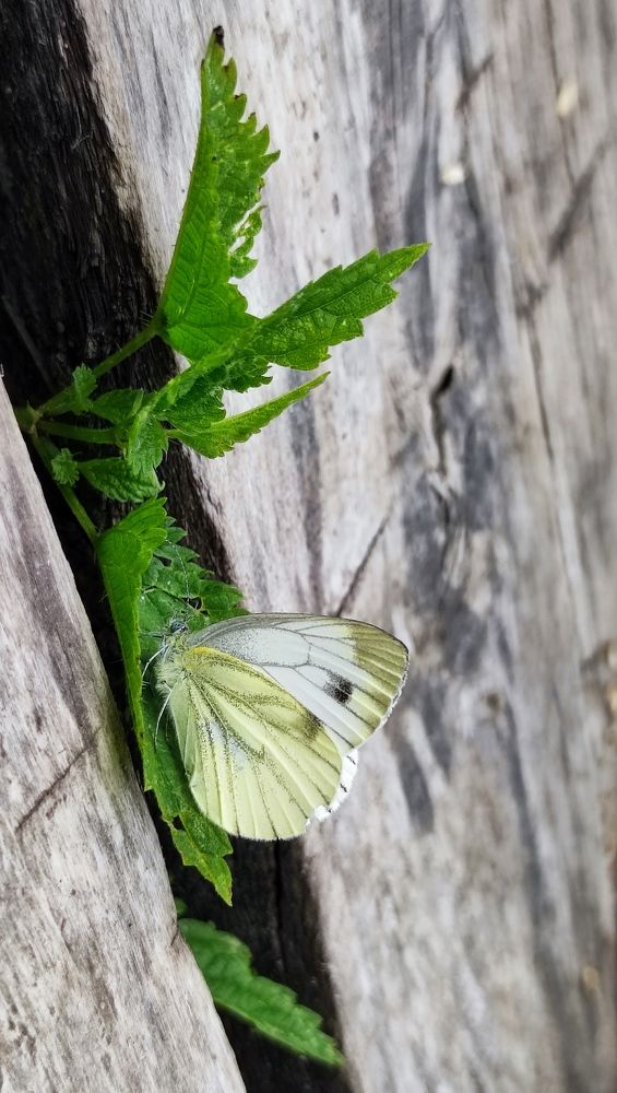 Фотография автора Марина Артемьева