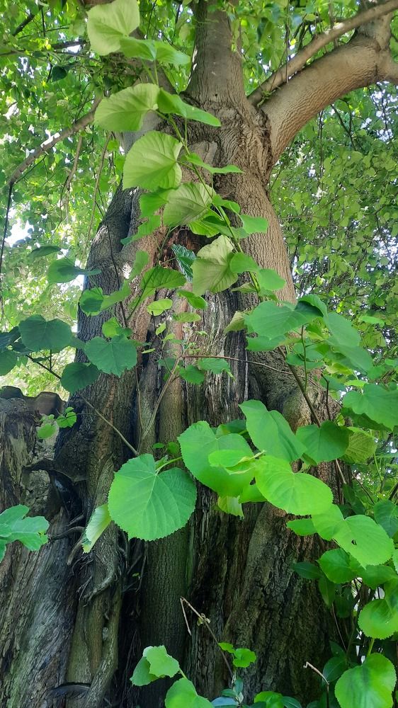 Фотография автора Anabela Maria Lima Silva