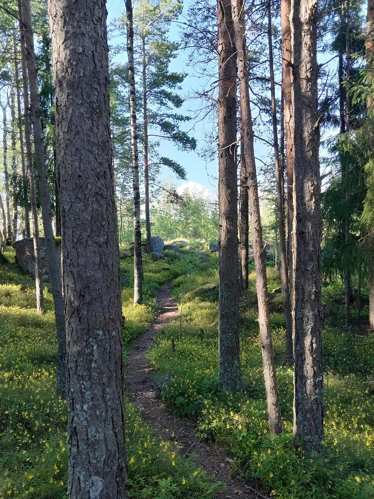 Сказочный лес