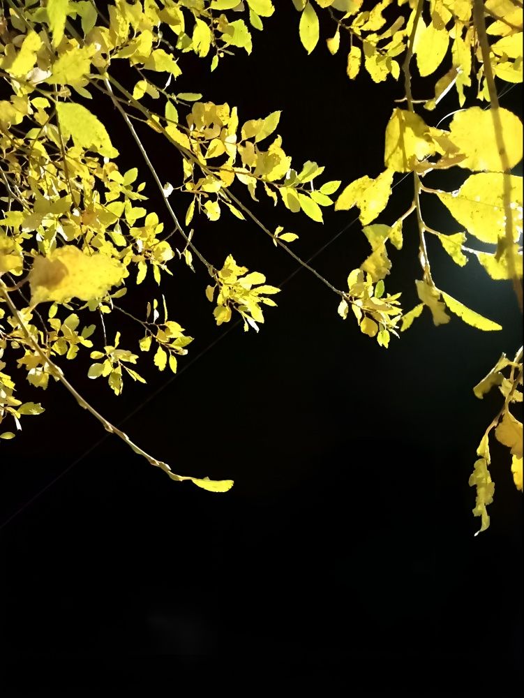 Осеннее дерево в ночи