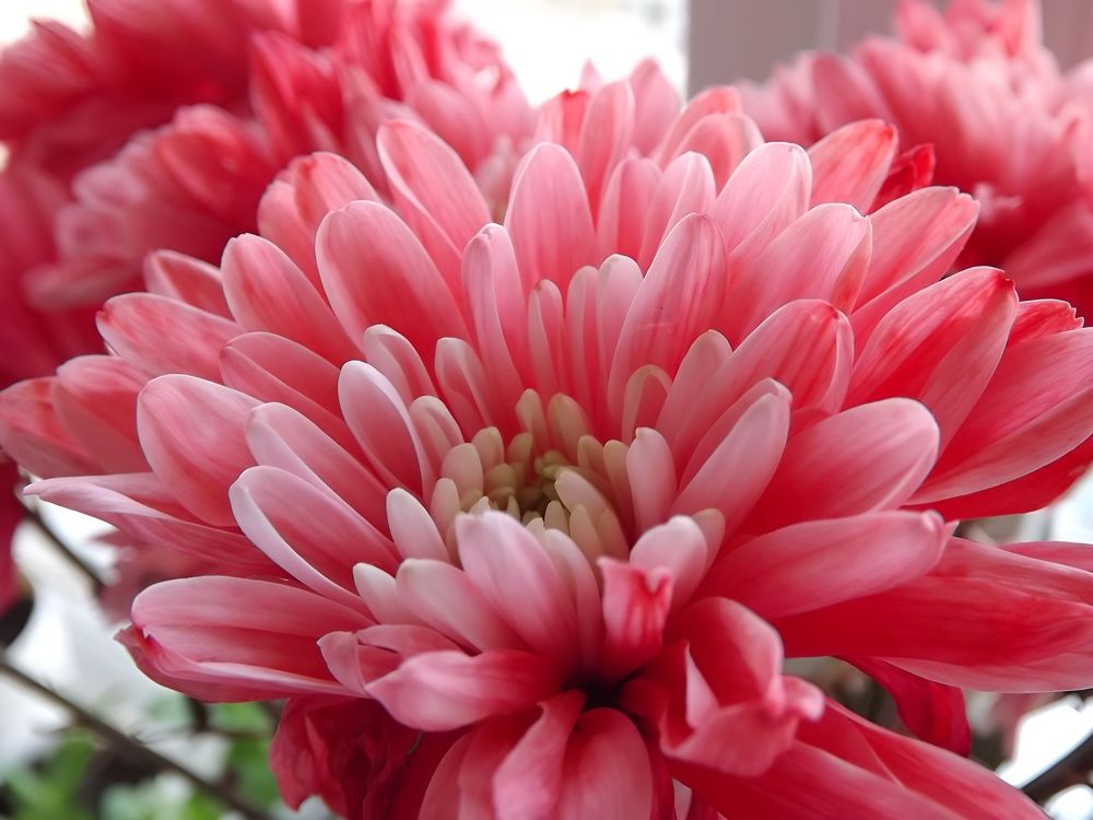 Розовый цветок