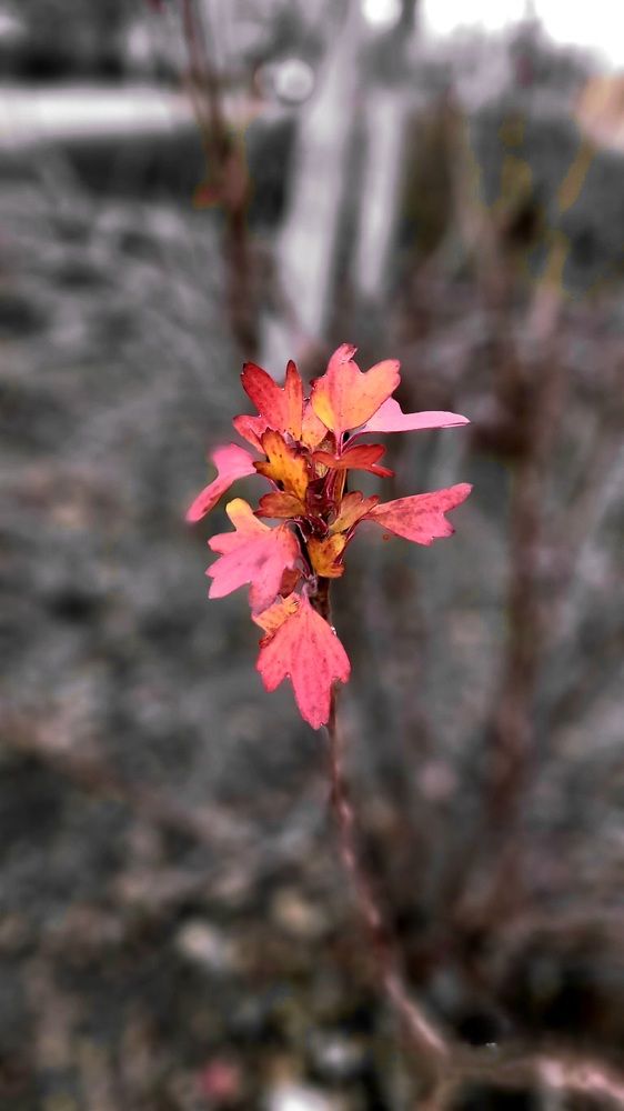 Фотография автора Метушова Анна
