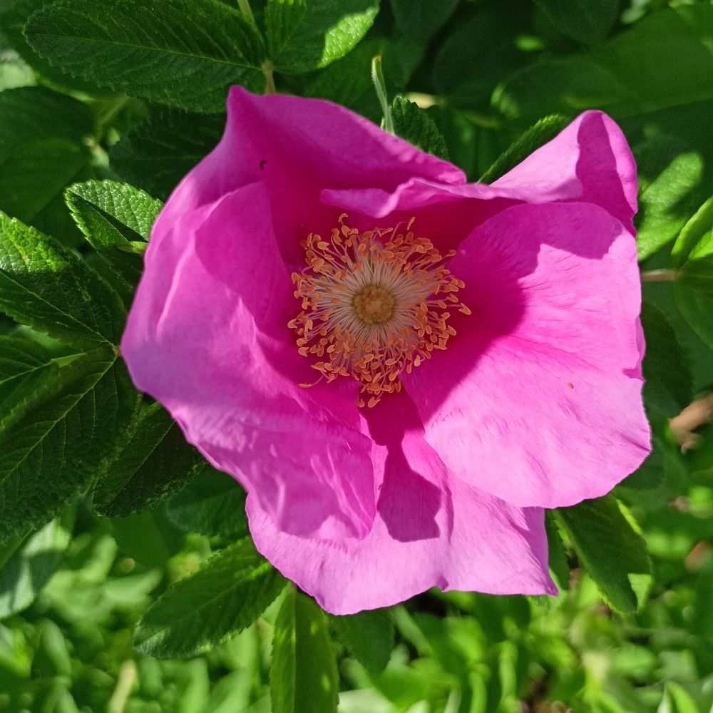 Фотография автора Анастасия Горбачева