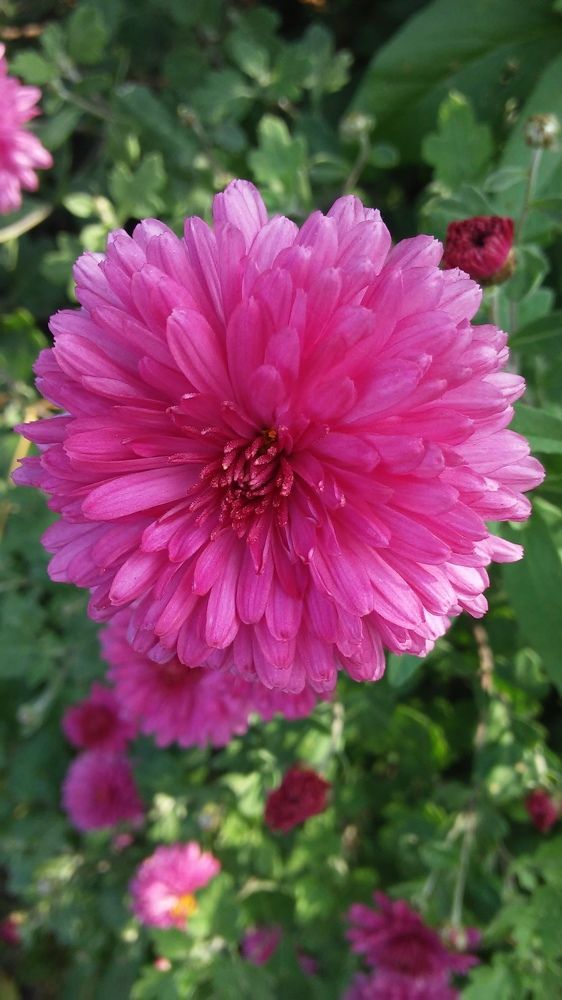 Фотография автора Елена Лещева