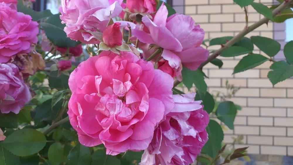 Фотография автора Елена Лещева