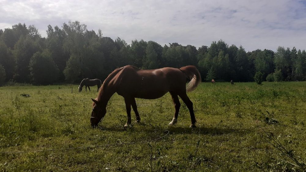 Фотография автора Елена Лещева