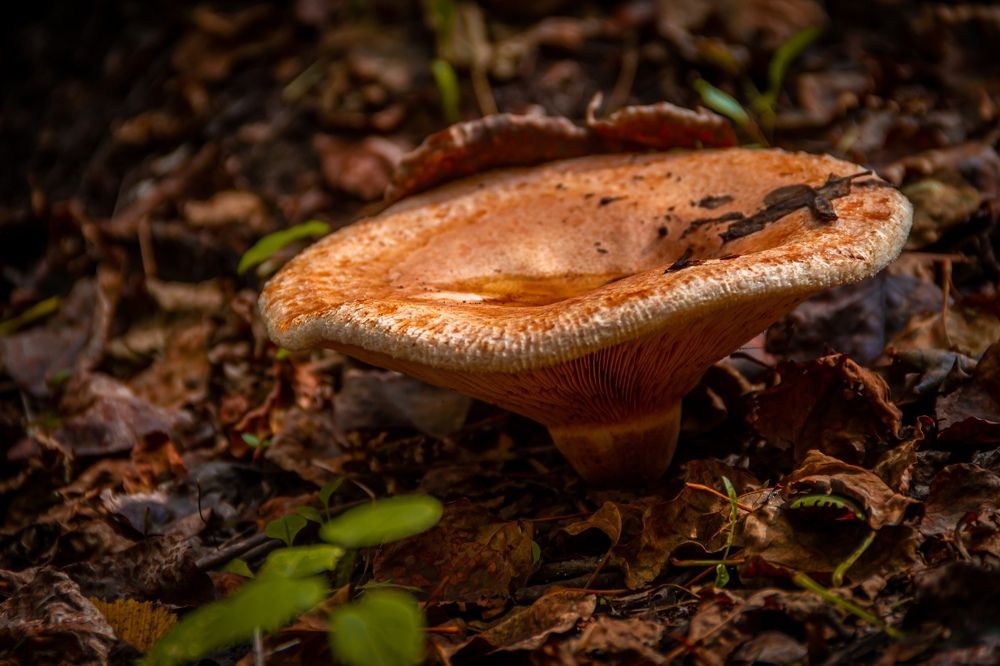 Фотография автора Иван Карпов