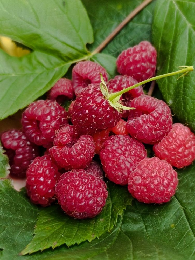 Фотография автора Светлана Таркан