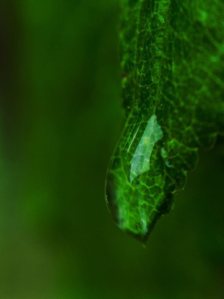 Фотография автора Светлана Таркан