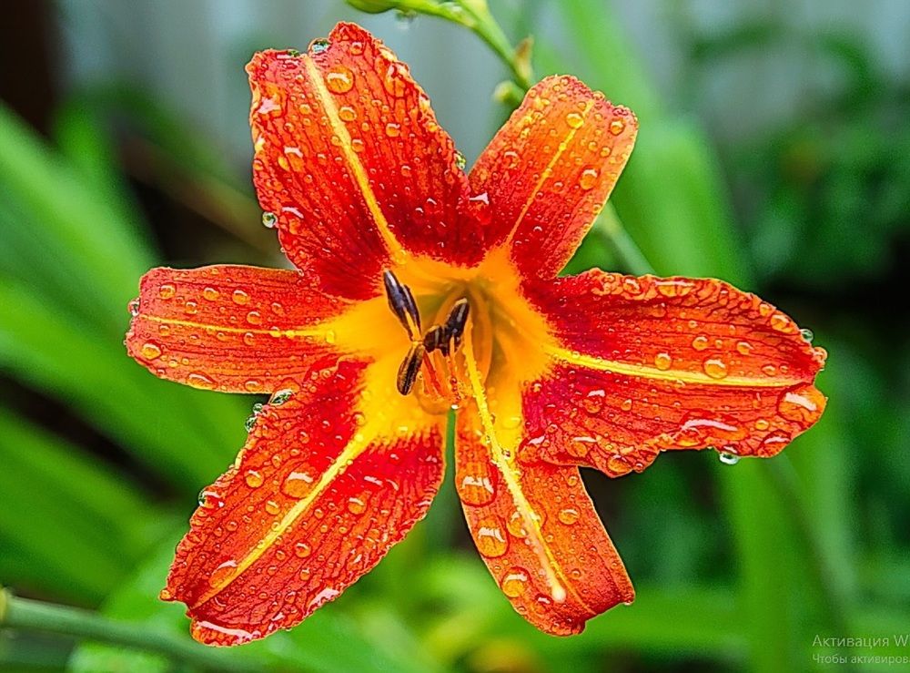 Photograph by Василий Быстрицкий