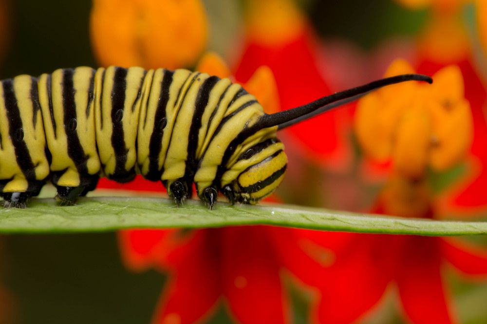 Monarch and Asclepia