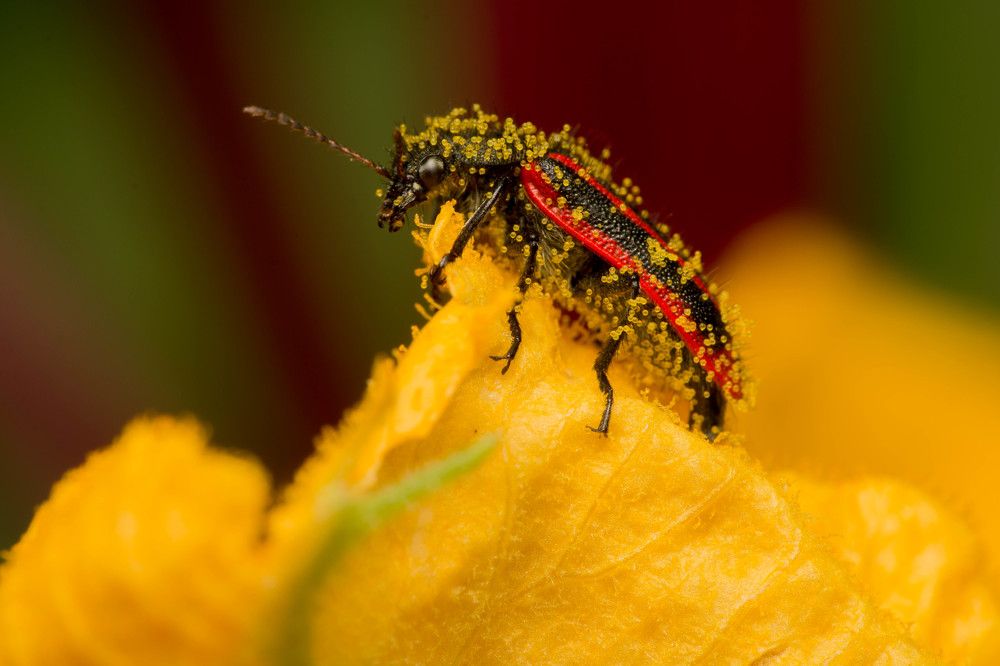 Photograph by Esteban Acquaviva