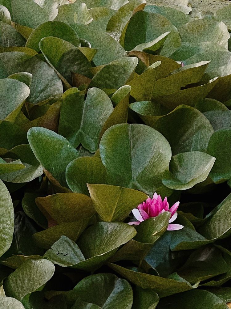 Фотография автора Юлия Belonogaia