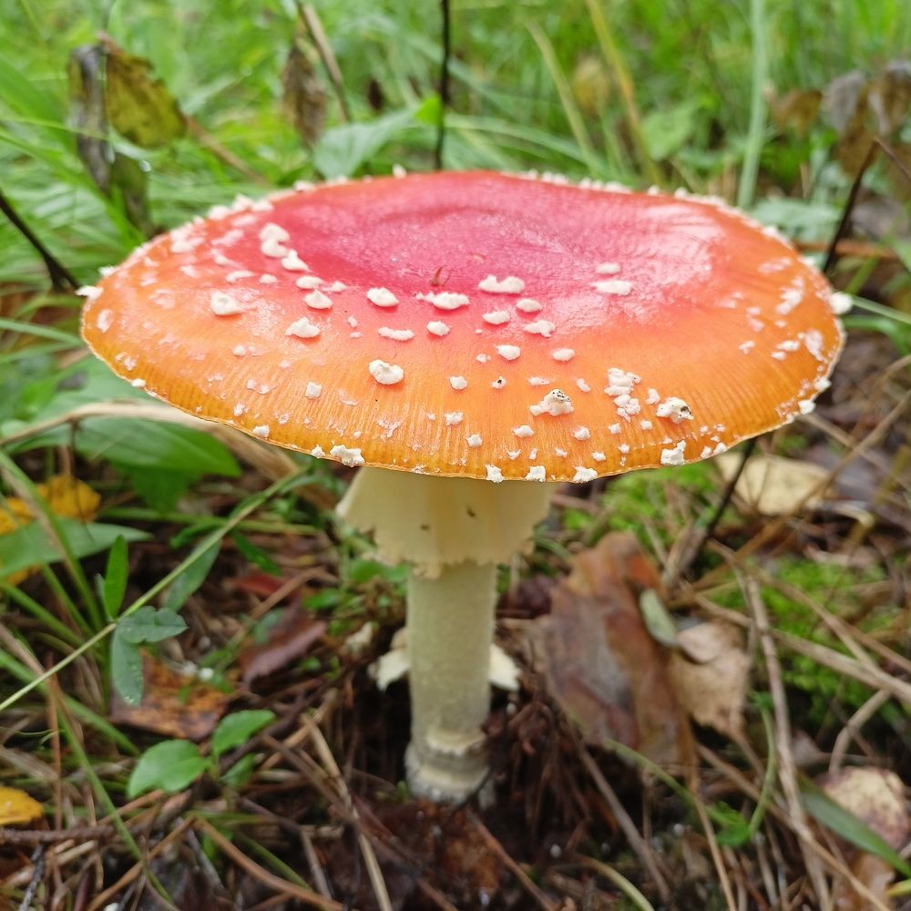 Фотография автора Анастасия Горбачева