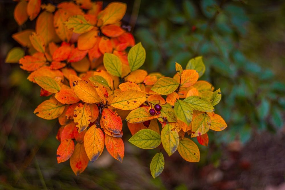 Фотография автора Иван Карпов